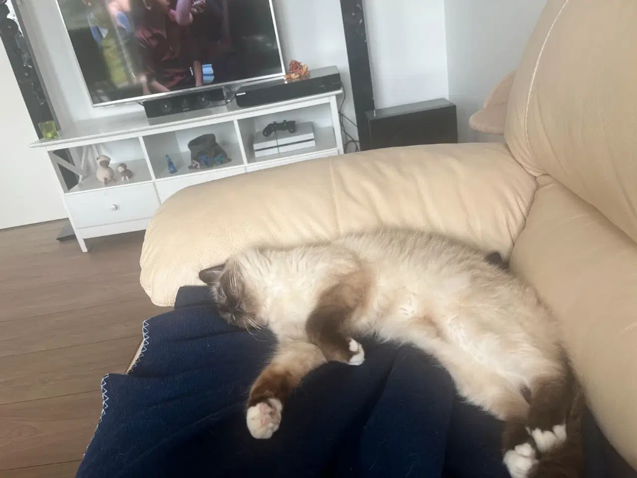 Billede 7 - Hellig birma hun kat