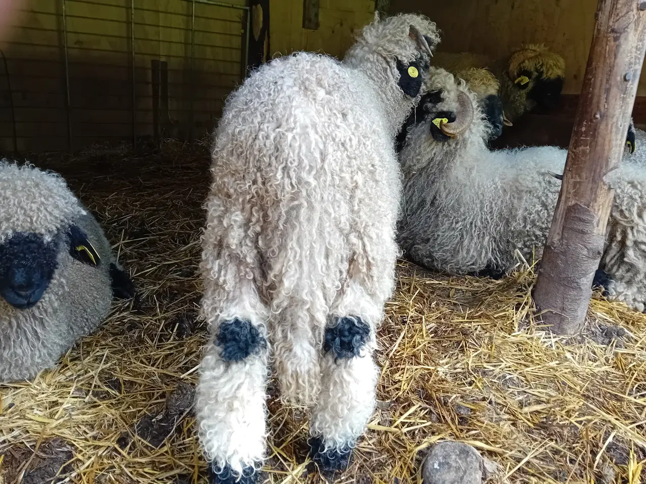 Billede 3 - Walais blacknose 