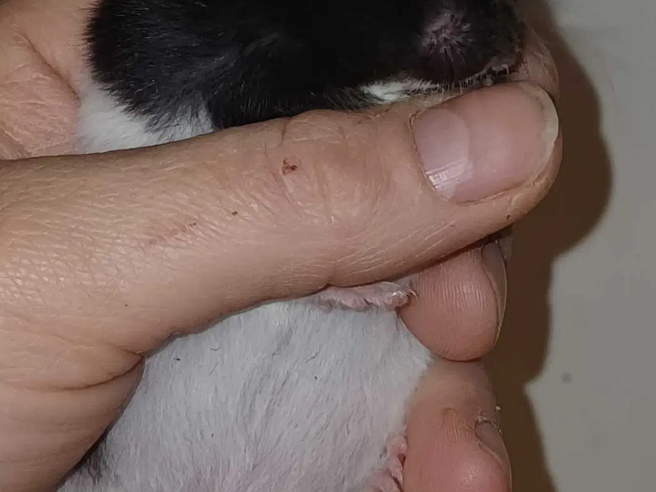 Billede 10 - Guldhamster unger