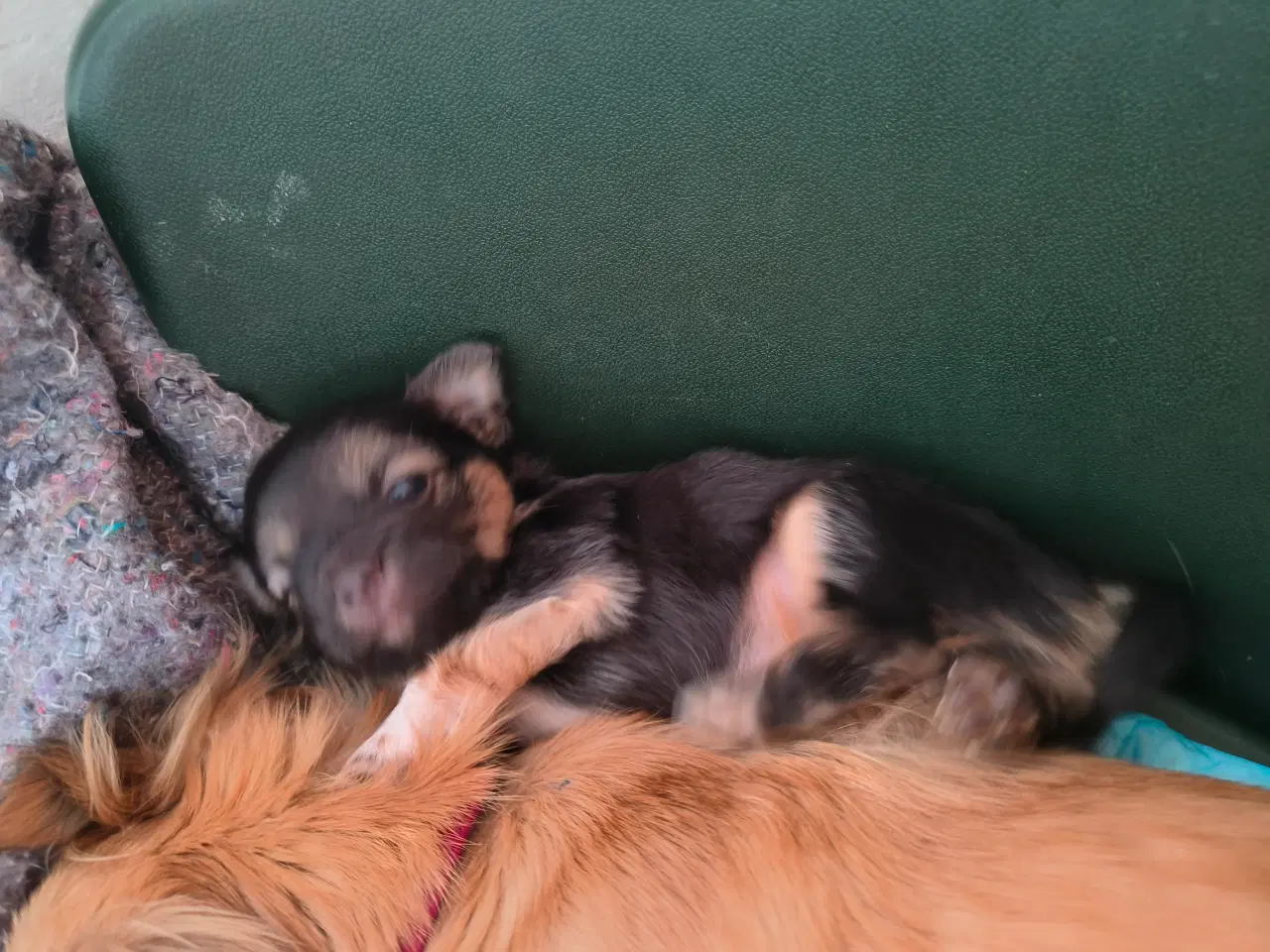 Billede 5 - Langhårede Chihuahua hvalpe 