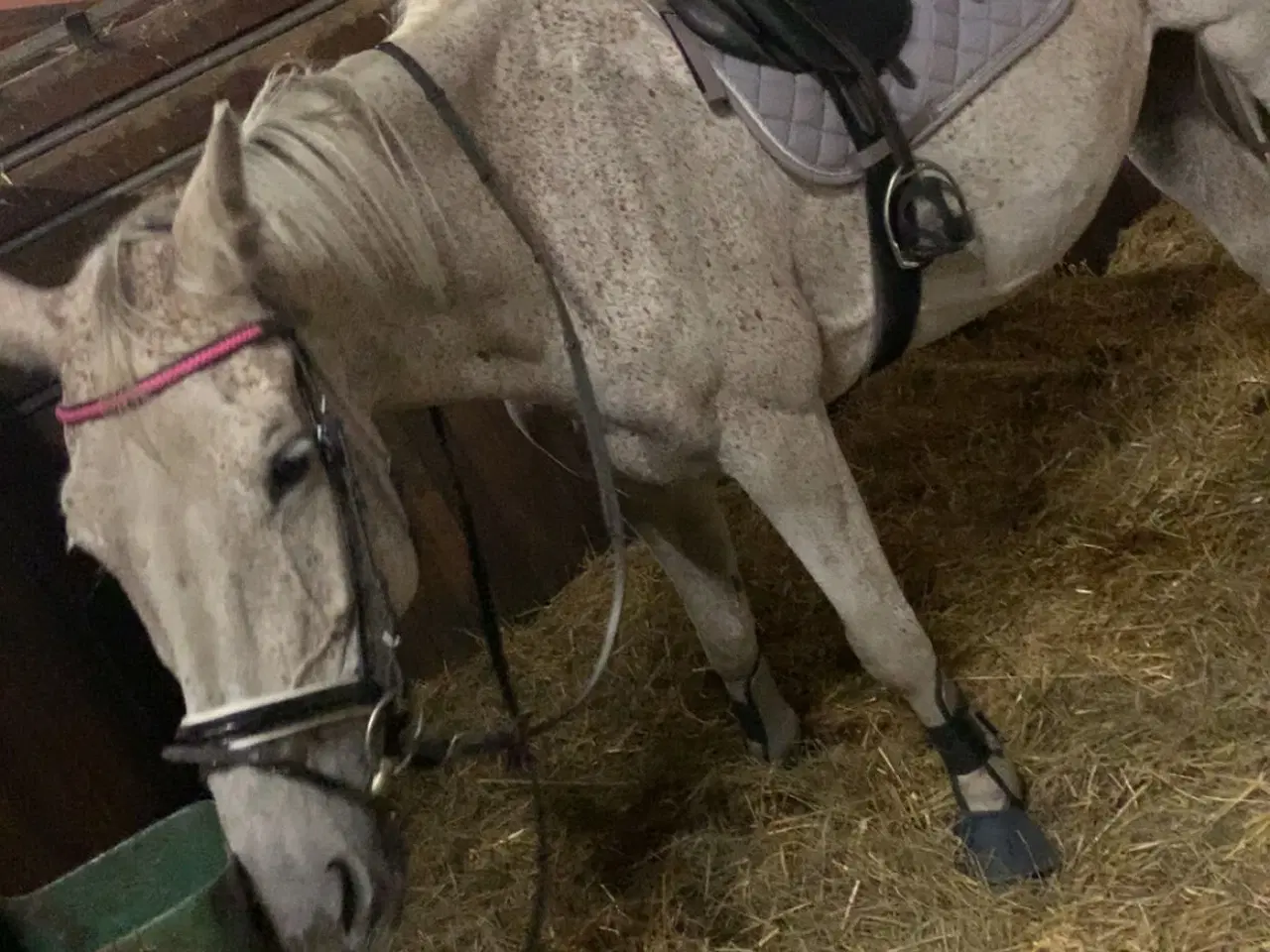 Billede 6 - Verdens bedste Lucy søger nye græsgange 