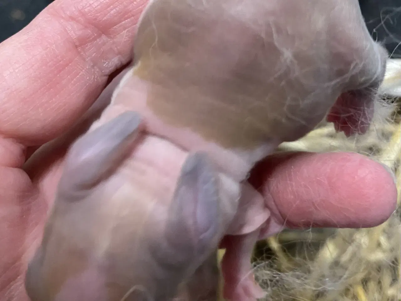 Billede 3 - HOLLÆNDER HUN MADAGASCAR