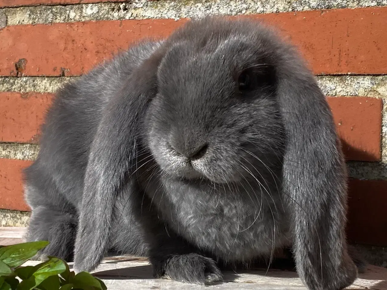 Billede 4 - FRANSK VÆDDER HUN BLÅ