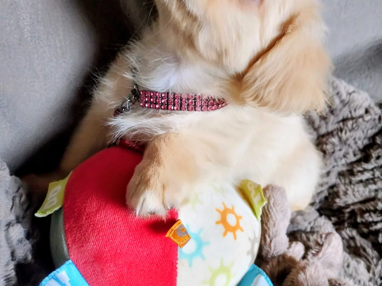 Billede 20 - Dejlige små race blandinge