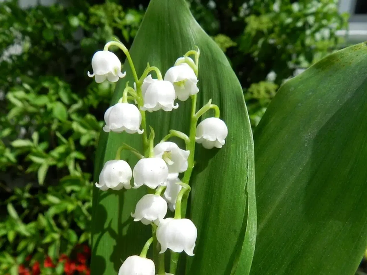 Billede 1 - Liljekonval planter, hvide duftende blomster 