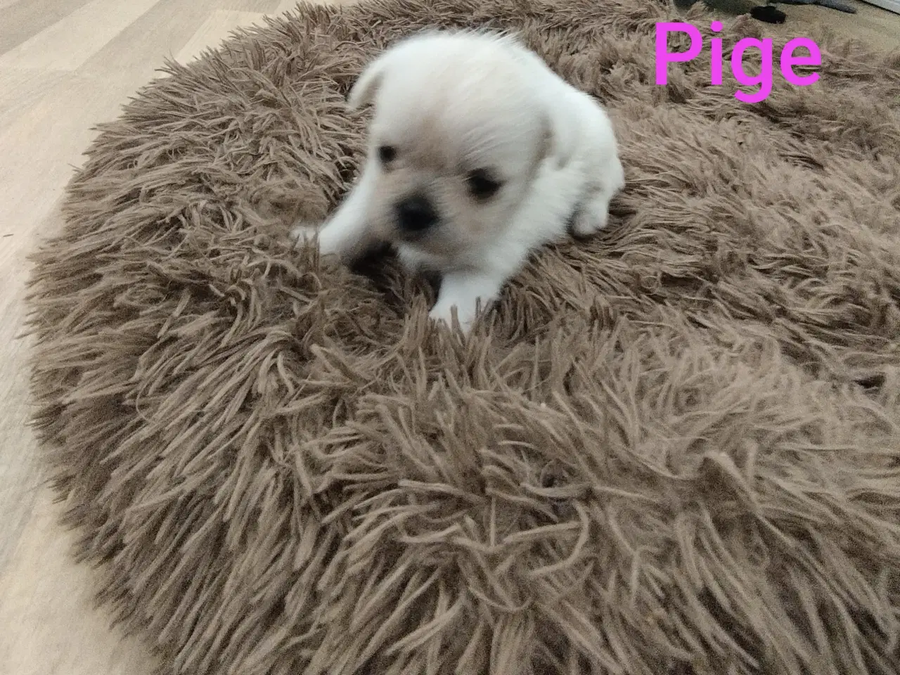 Billede 5 - Mops/Coton de Tulear 