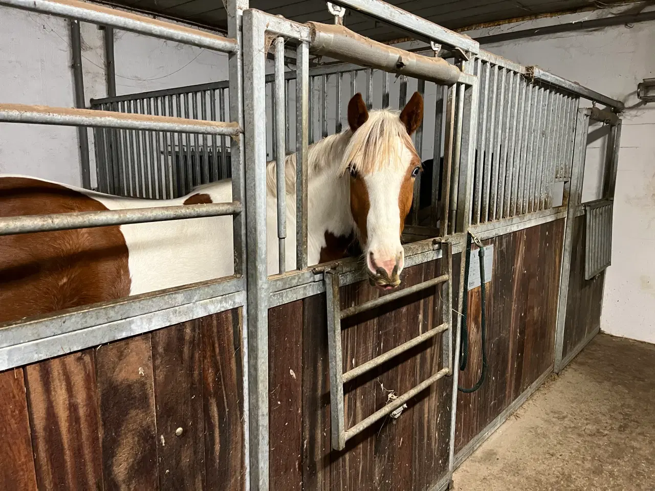 Billede 6 - Tinker/dansk varmblods plag