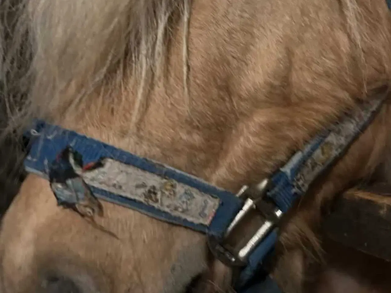 Billede 1 - Shetlands vallak 5 år