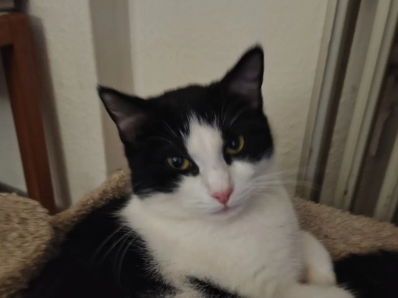 Billede 5 - Hund kat med tilbehør