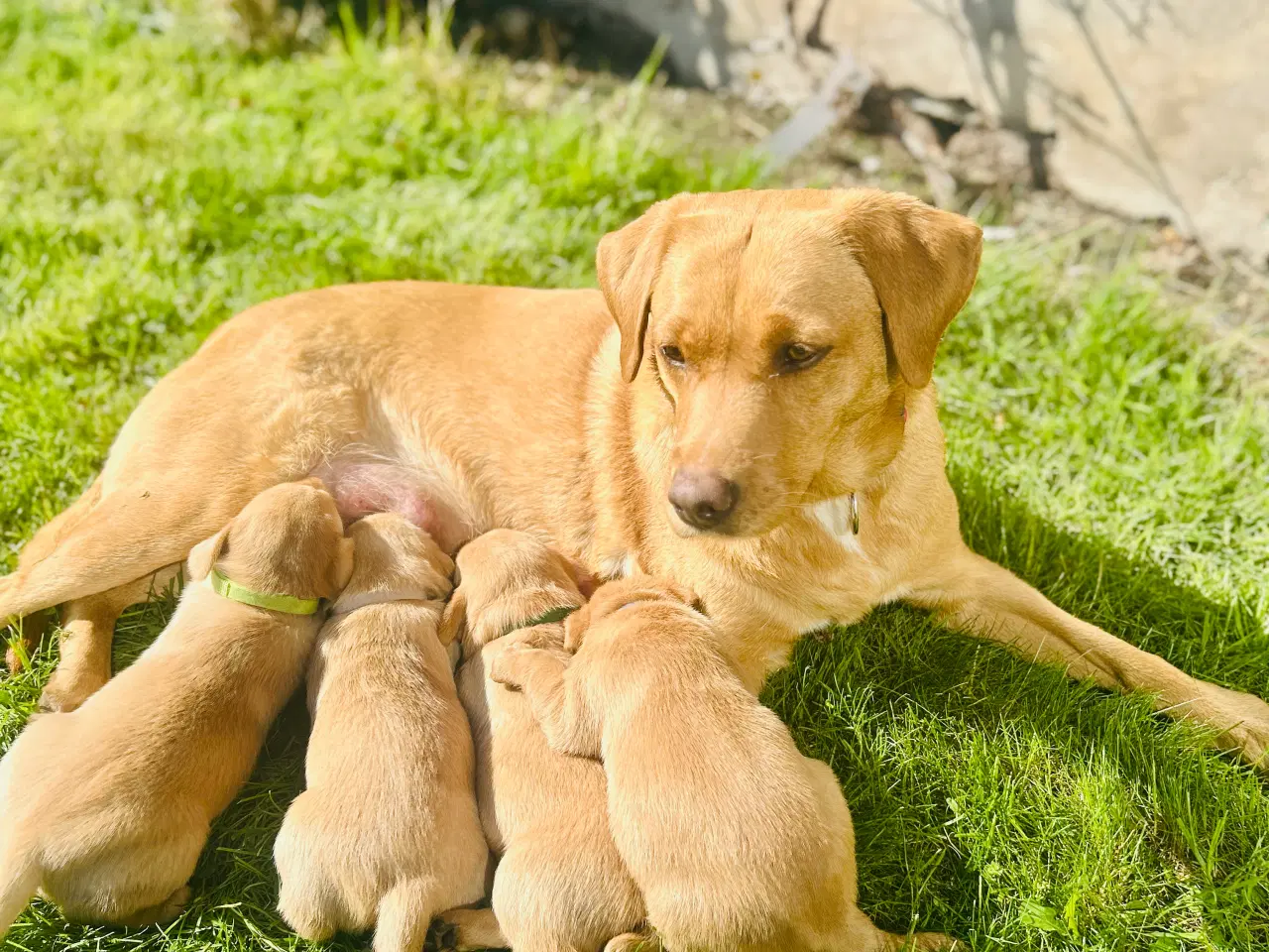Billede 2 - FOX red labrador hvalpe med stamtavle