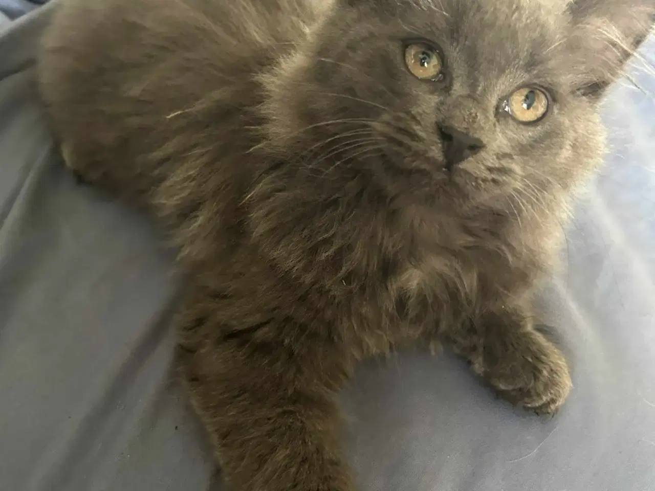 Billede 3 - Langhåret killing 