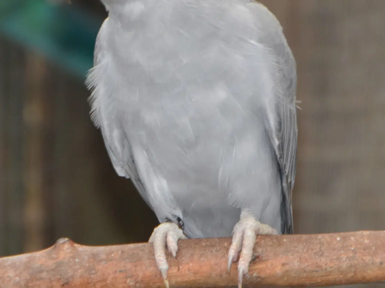 Billede 2 - Alexanderparakitter