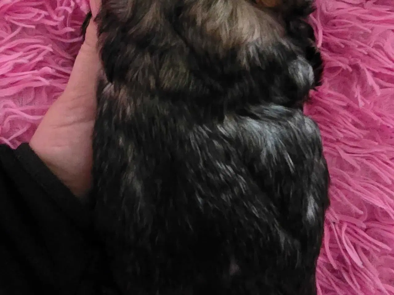 Billede 12 - 2 dejlige drenge 