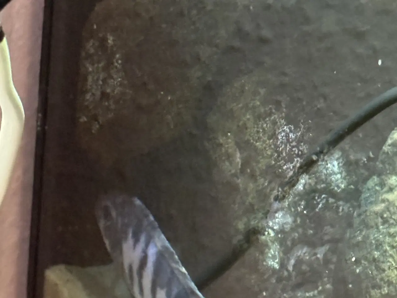 Billede 6 - Malawi cichlider – 20-25 stk med lidt yngel