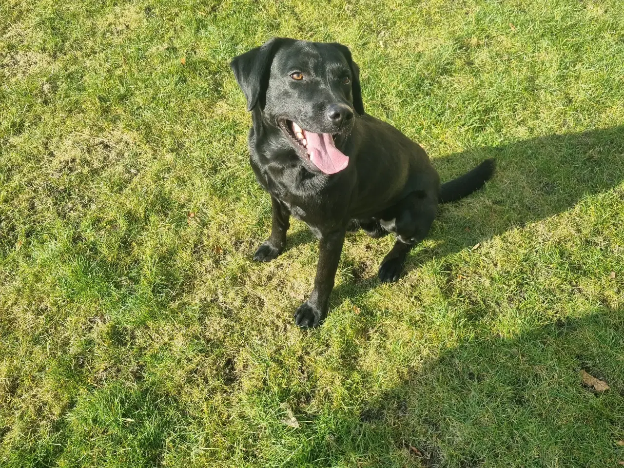Billede 5 - Formel 1 labrador 
