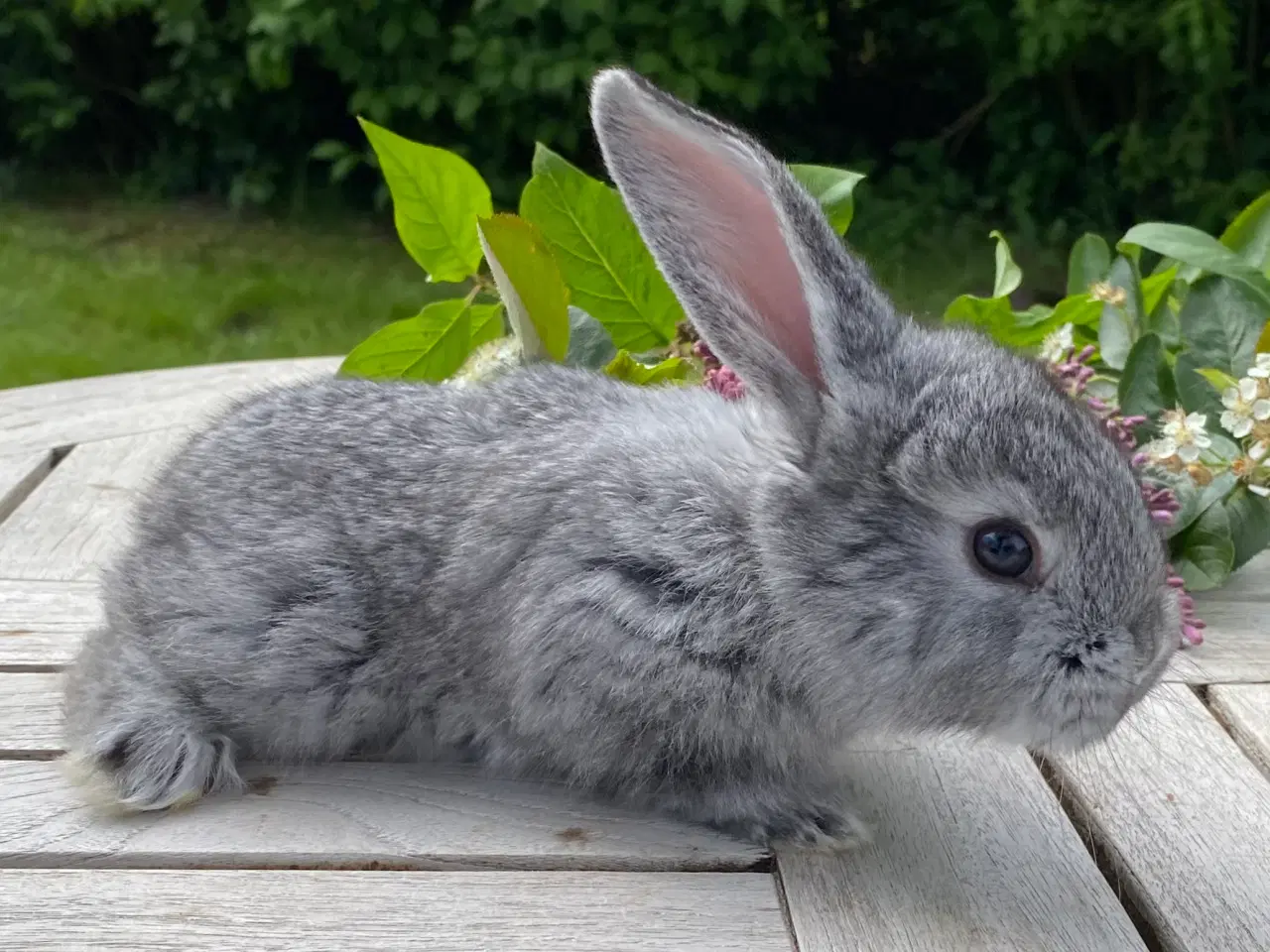Billede 1 - FRANSK VÆDDER HAN CHINCHILLA