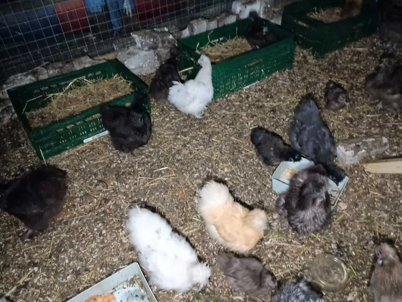 Billede 4 - Blænding race  Varmefri kyllinger  for Multi farve
