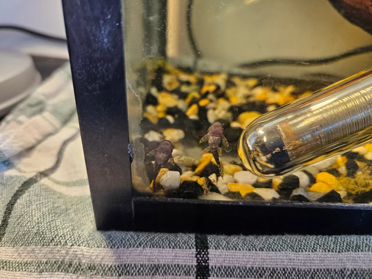 Billede 2 - Sugemalle-unger