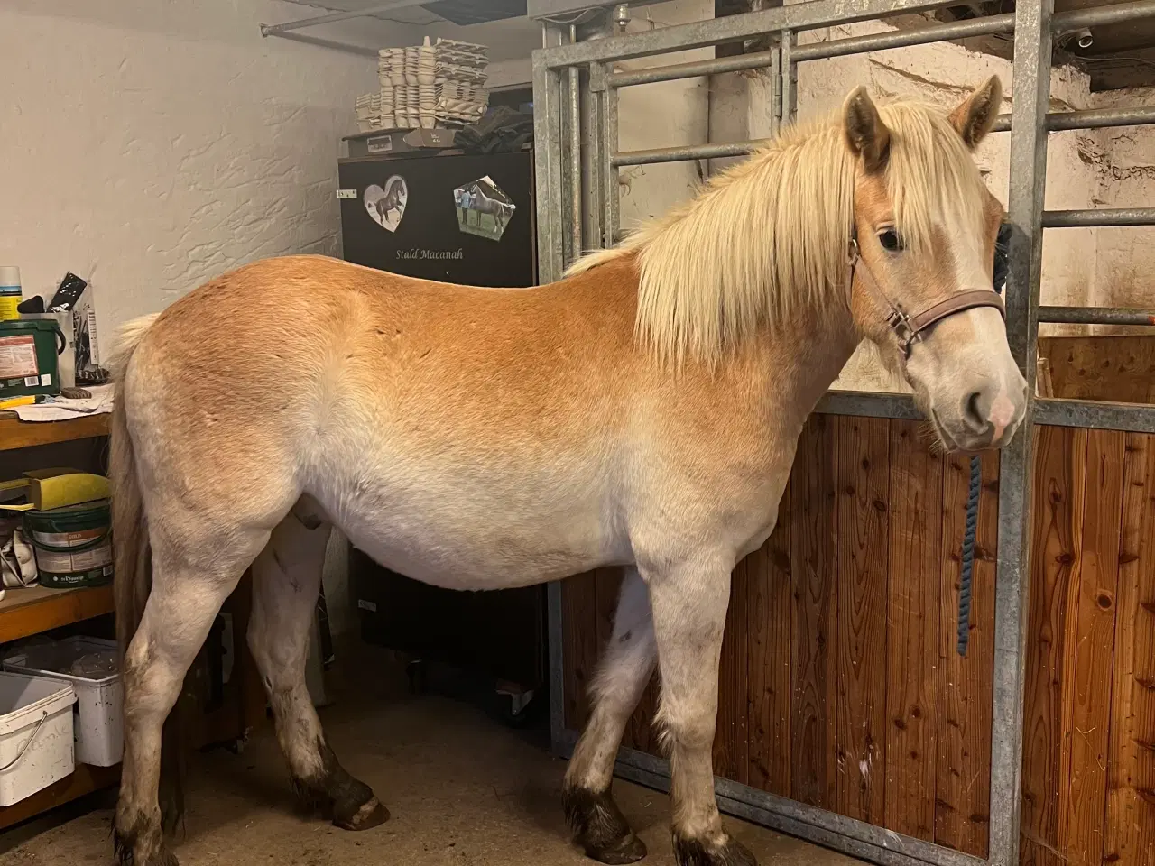 Billede 1 - Haflinger