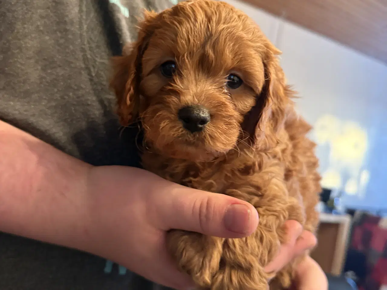 Billede 4 - Cavapoo 😍 så er vi klar til at flytte