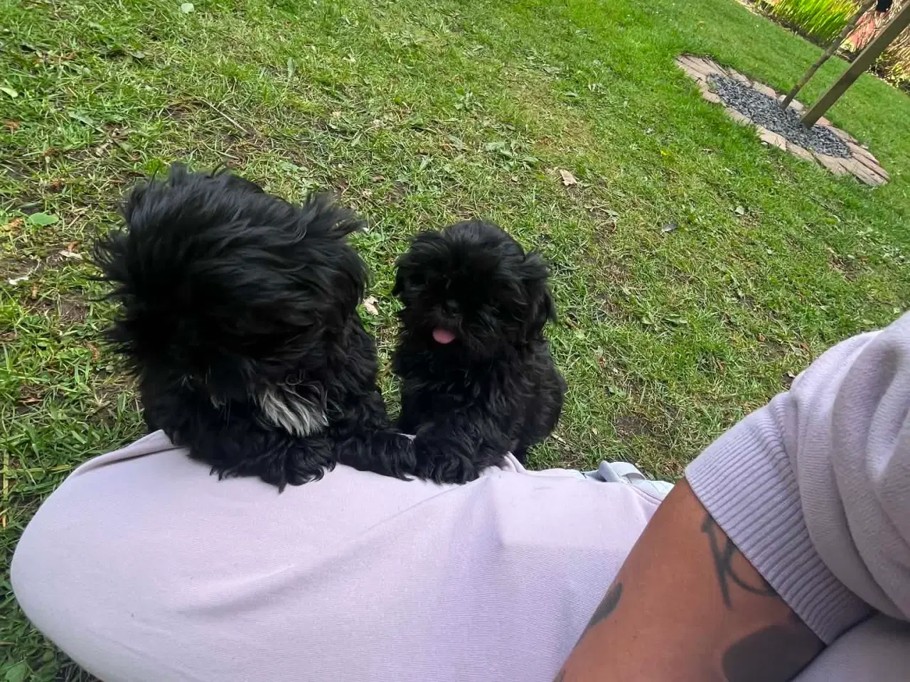 Billede 5 - Shih Tzu Smukke sorte hvalpe