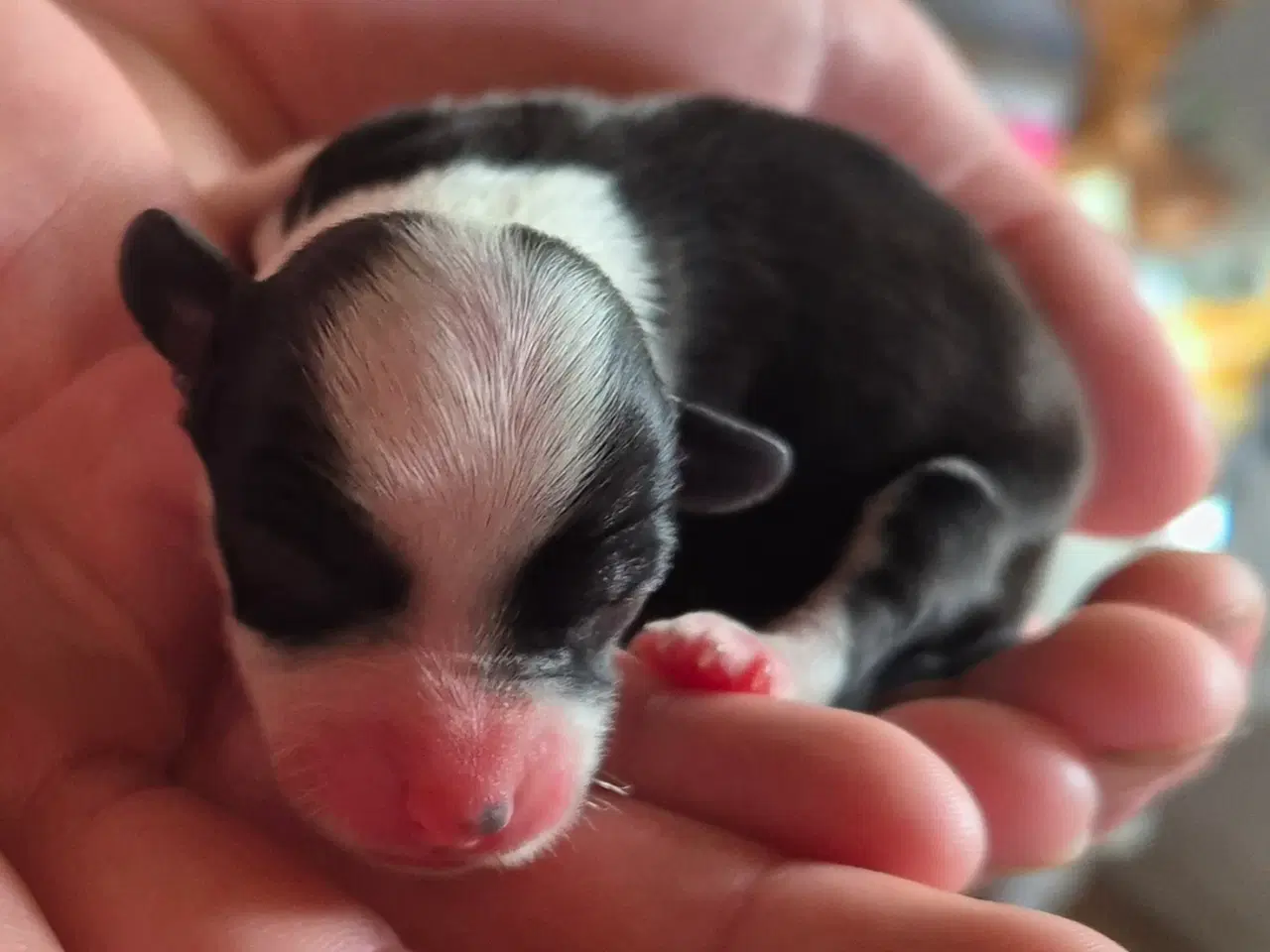 Billede 10 - CC Hunde hvalpe