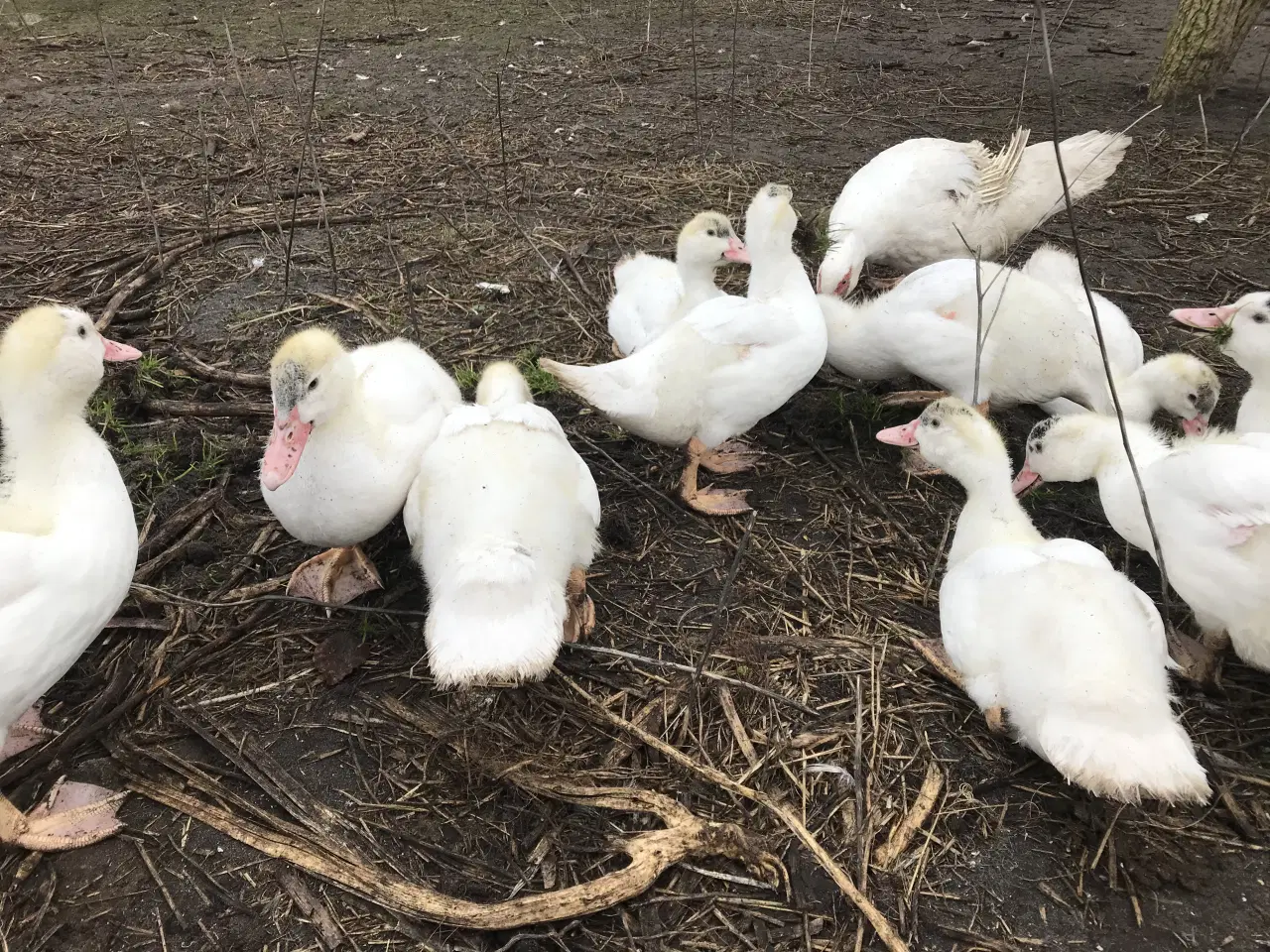 Billede 1 - Franske moskusællinger sælges