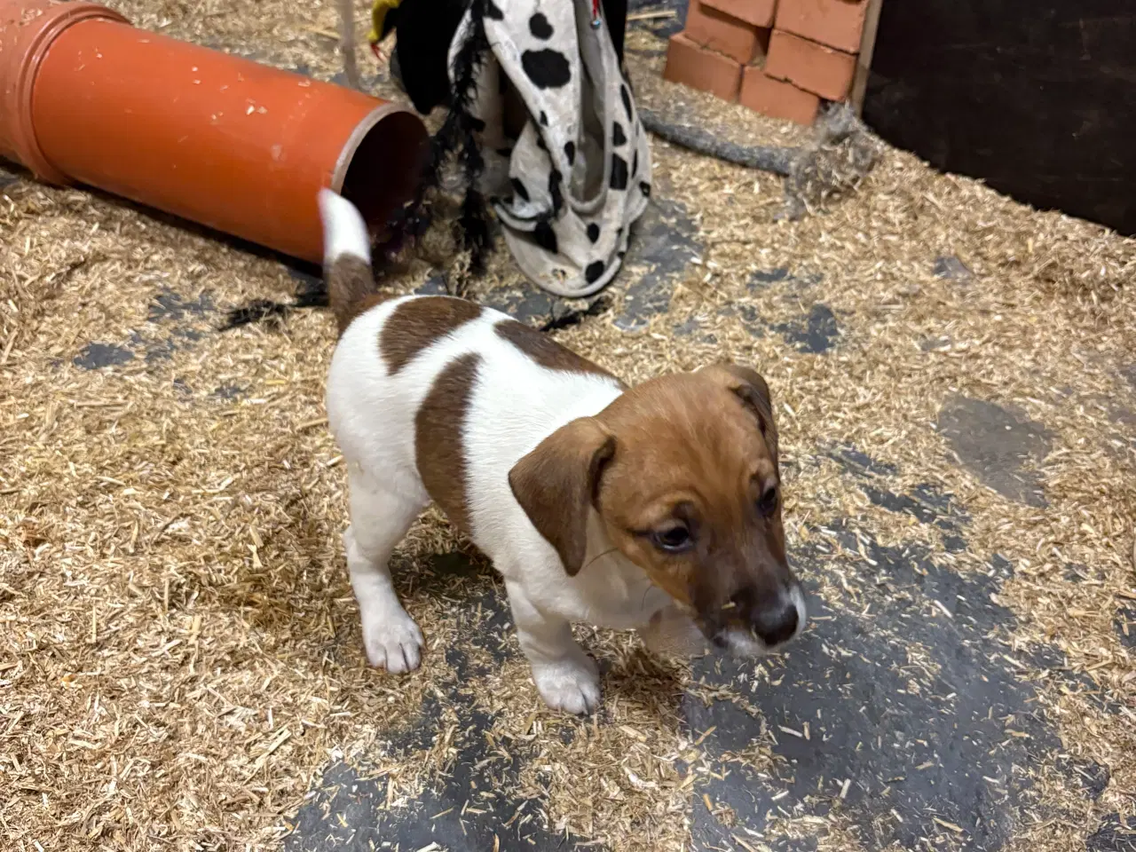 Billede 5 - Jackrossel hunde hvalpe