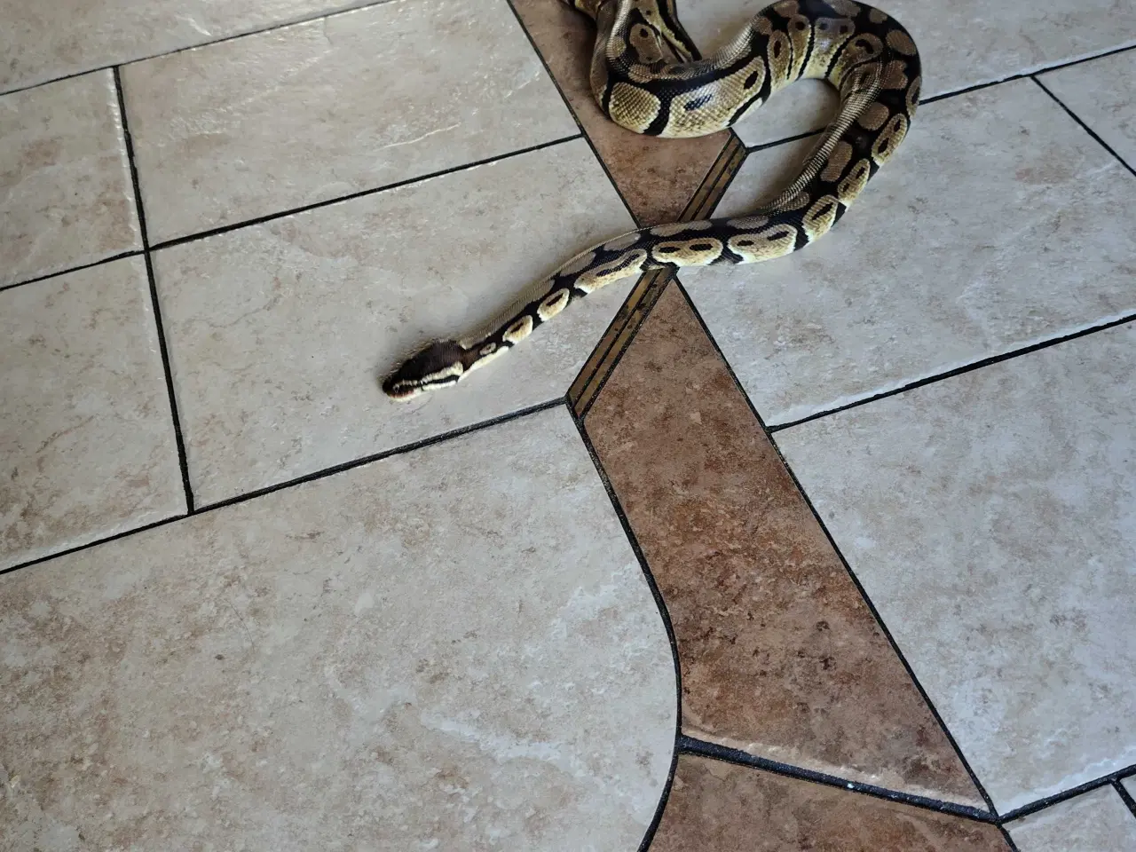 Billede 3 - Slange sælges