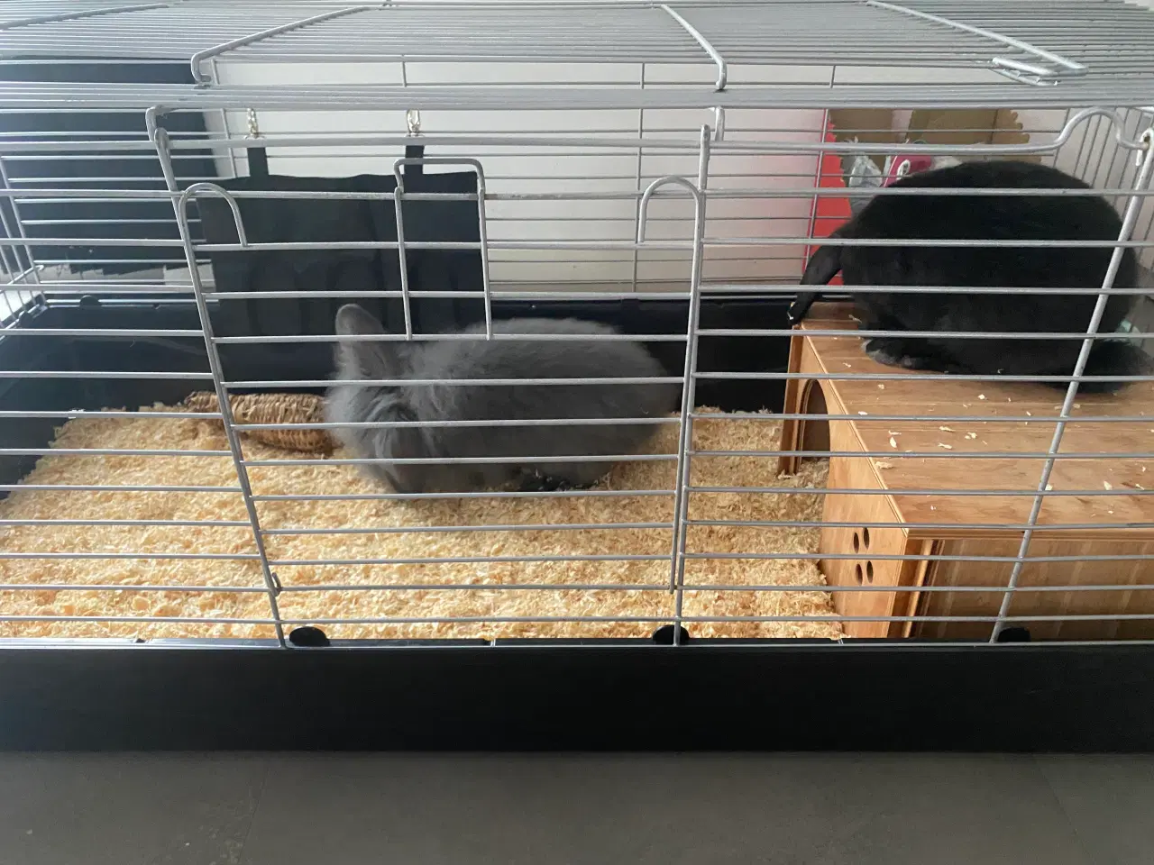 Billede 3 - 🐰 To søde kaniner søger nyt kærligt hjem 🏡 🐰