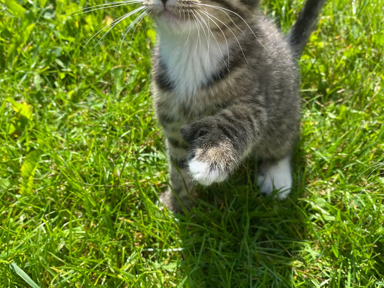 Billede 7 - Polydactyl Maine coon blandinger