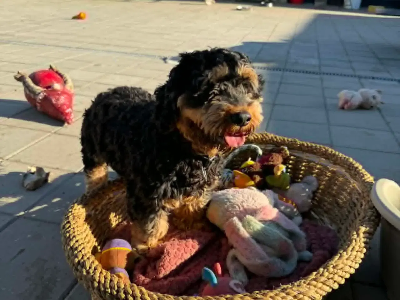 Billede 6 - 🐾 Balder søger sit nye for-ever hjem 🐾