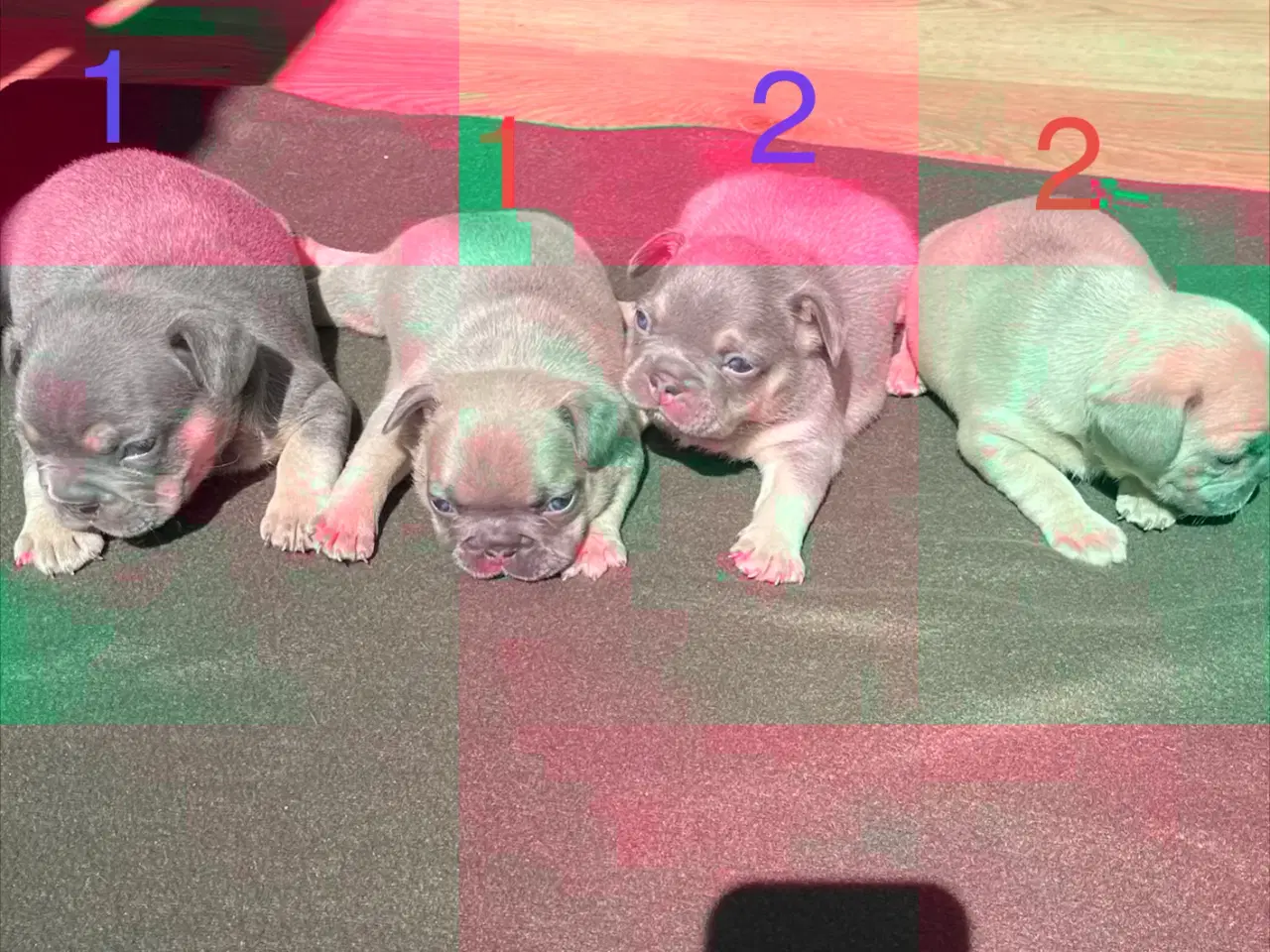Billede 10 - Fransk bulldog hvalpe