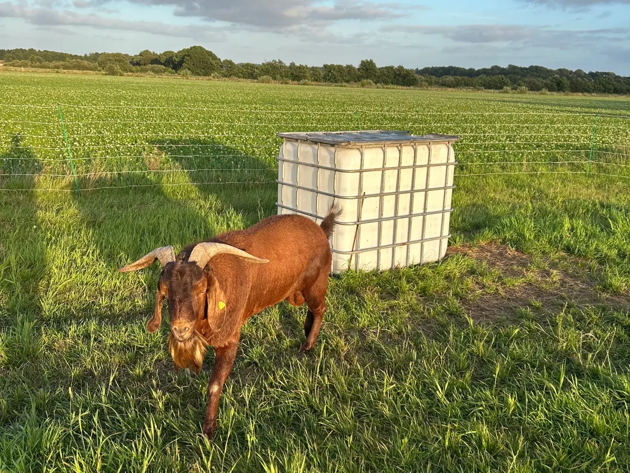 Billede 3 - Boerged