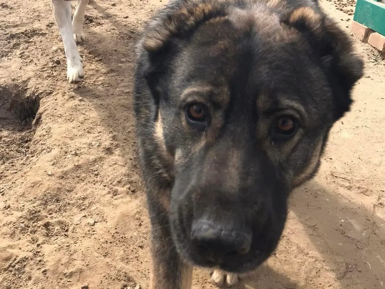 Billede 16 - Skøn bamse søger familie! 🤎