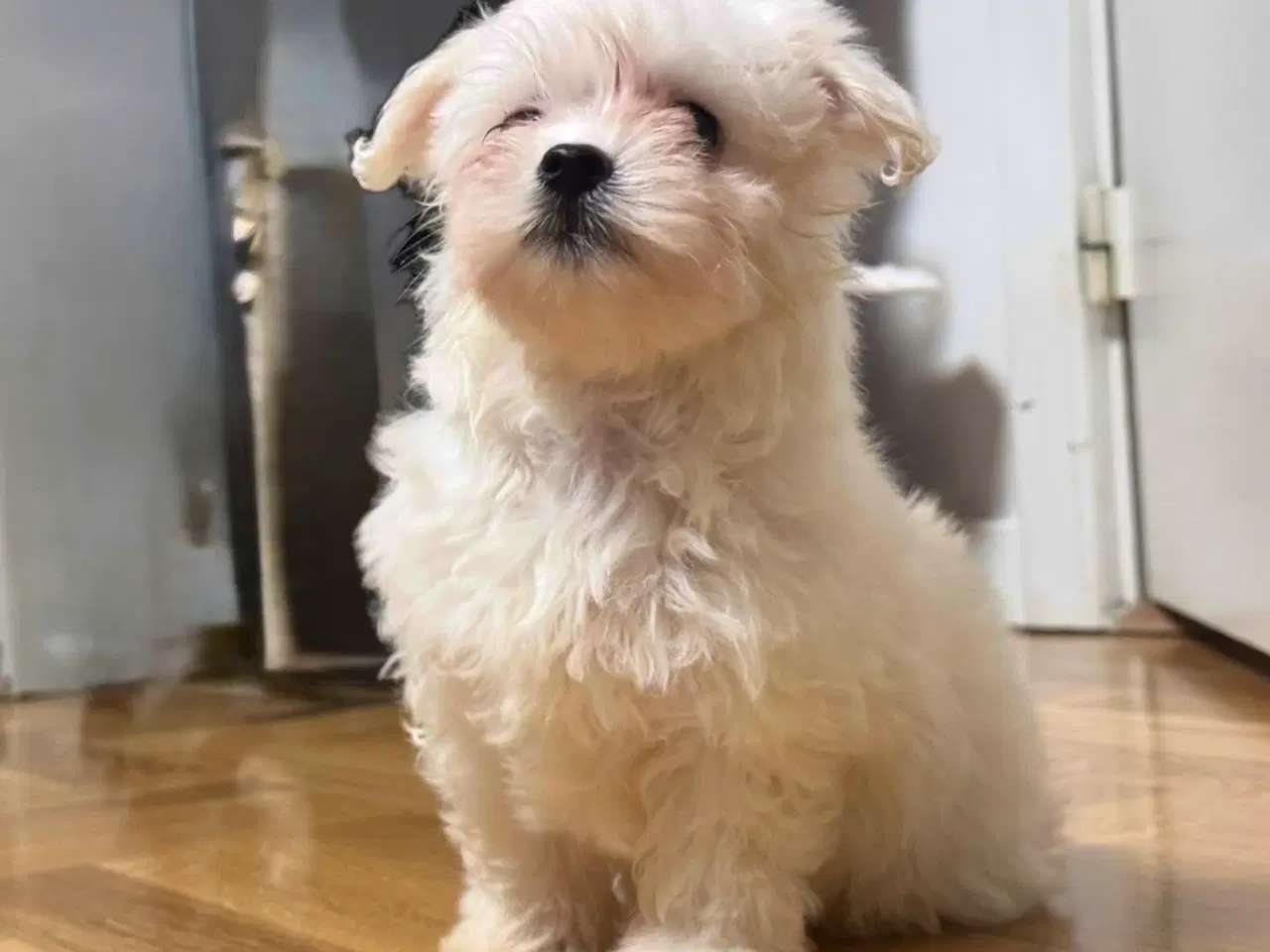 Billede 5 - Mini malteser hvalpe