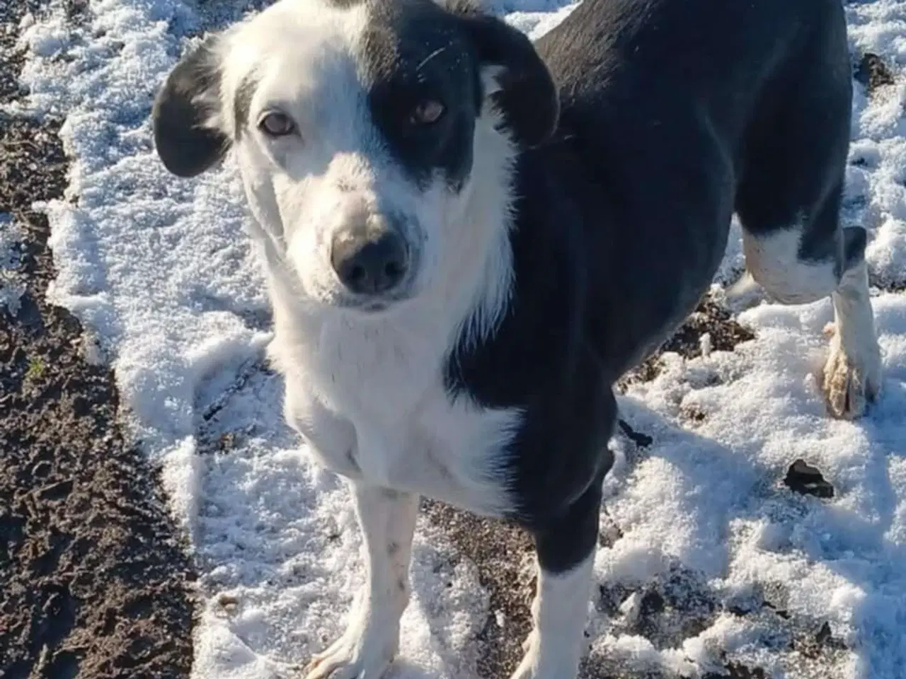 Billede 8 - Sødeste Frigg søger sit eget hjem