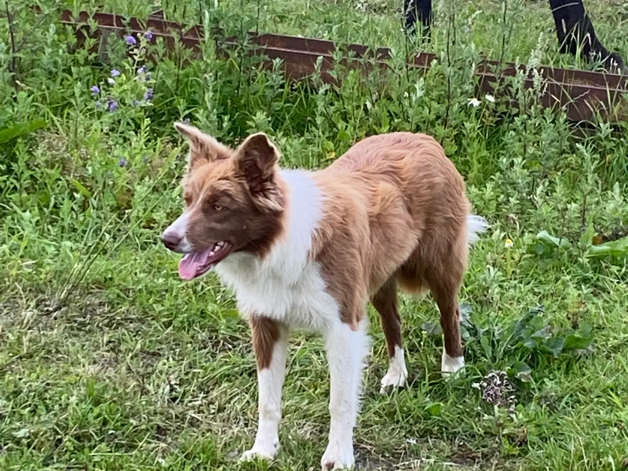 Billede 3 - Border collie tæve