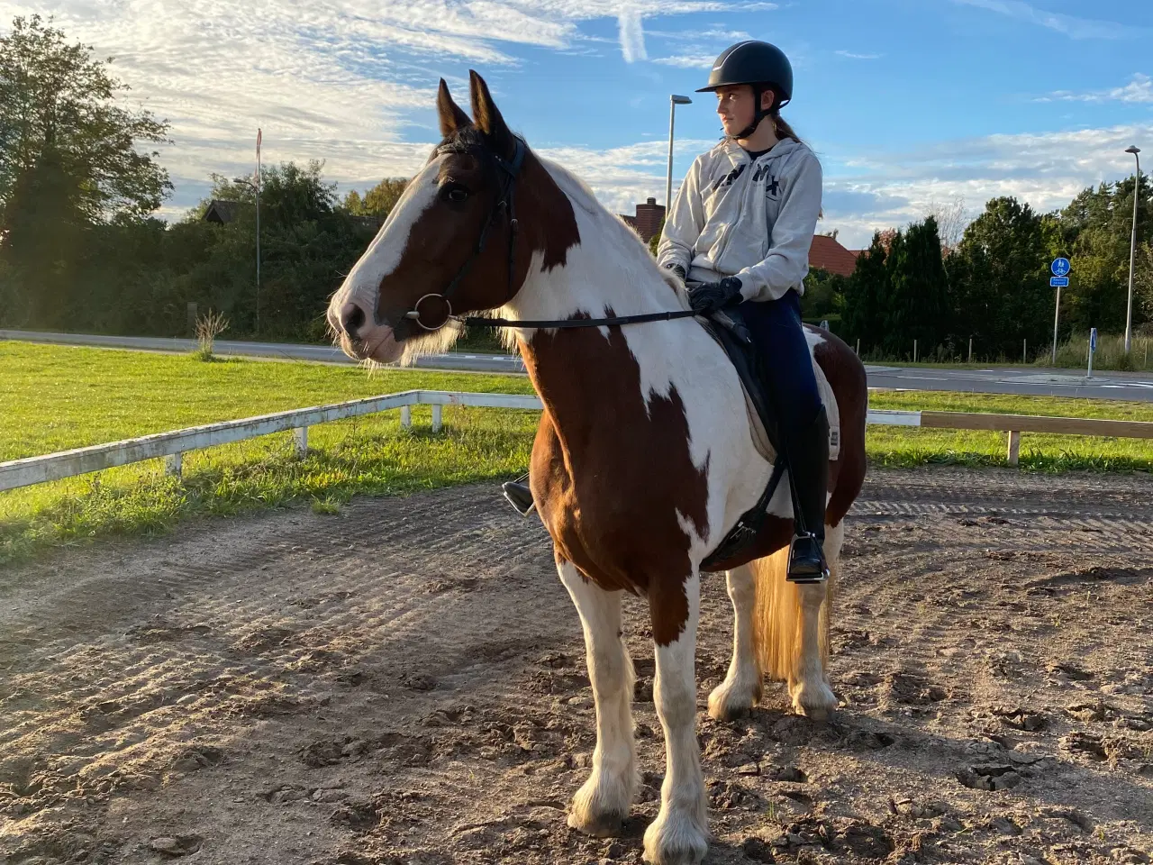 Billede 4 - Irish cob hoppe