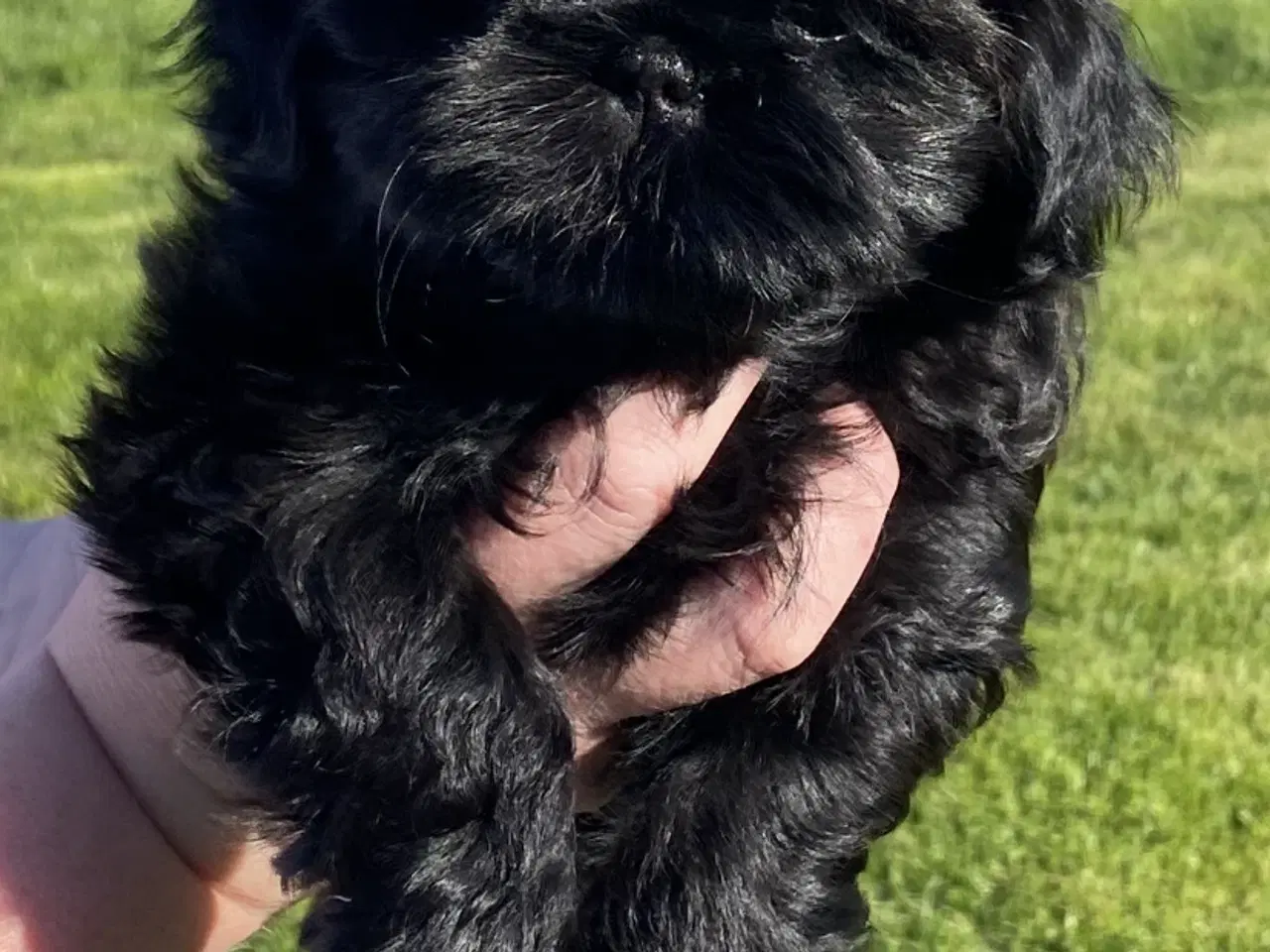 Billede 4 - Shih tzu hvalp tæve 