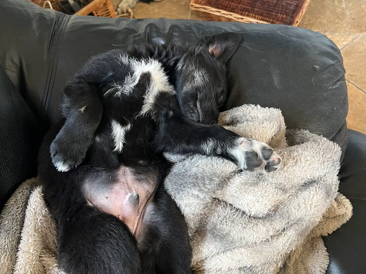 Billede 7 - Kleinemünsterlænder/schæfer hvalp