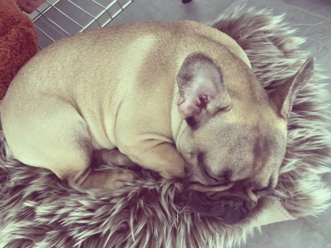 Billede 5 - Fransk Bulldog 