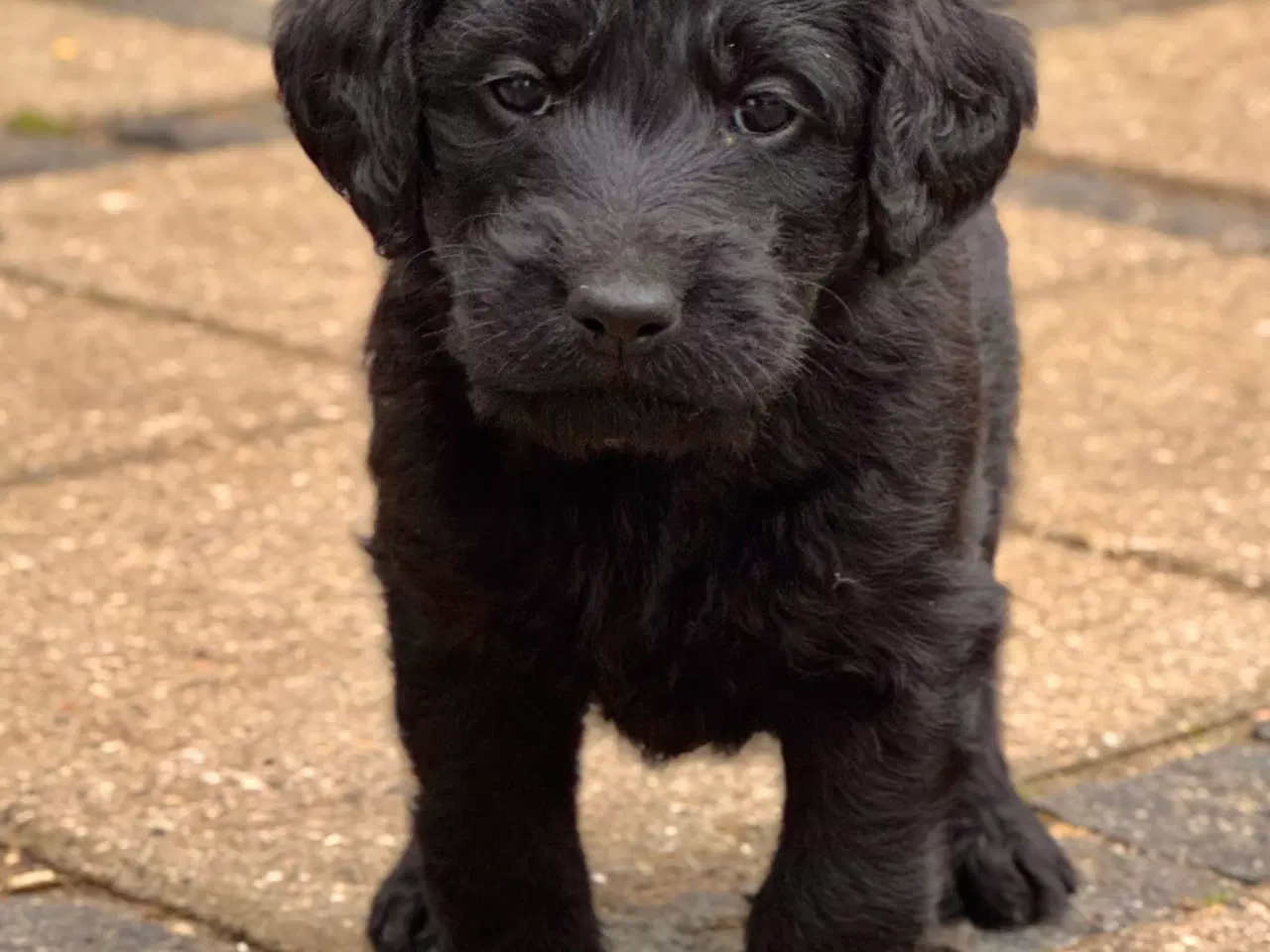 Billede 4 - Labradoodle hvalpe 