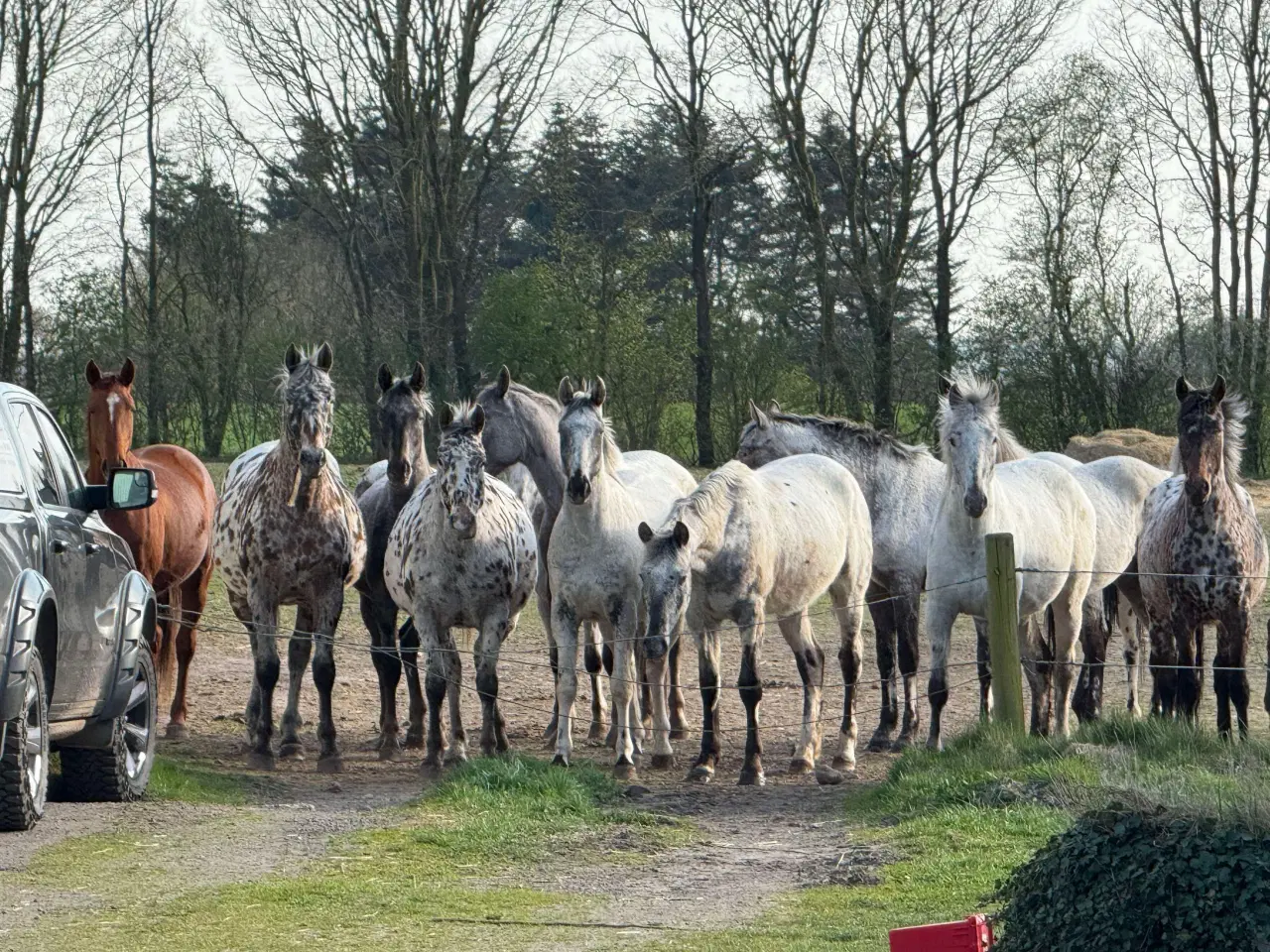 Billede 12 - Knabstrupper ung heste