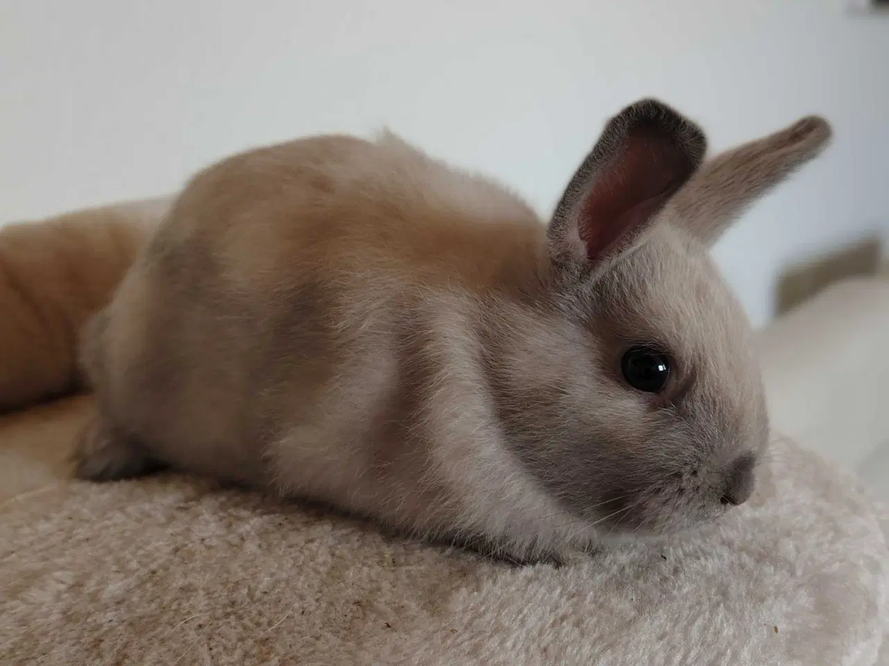 Billede 7 - Indendøres Fri-Kaniner 🐰