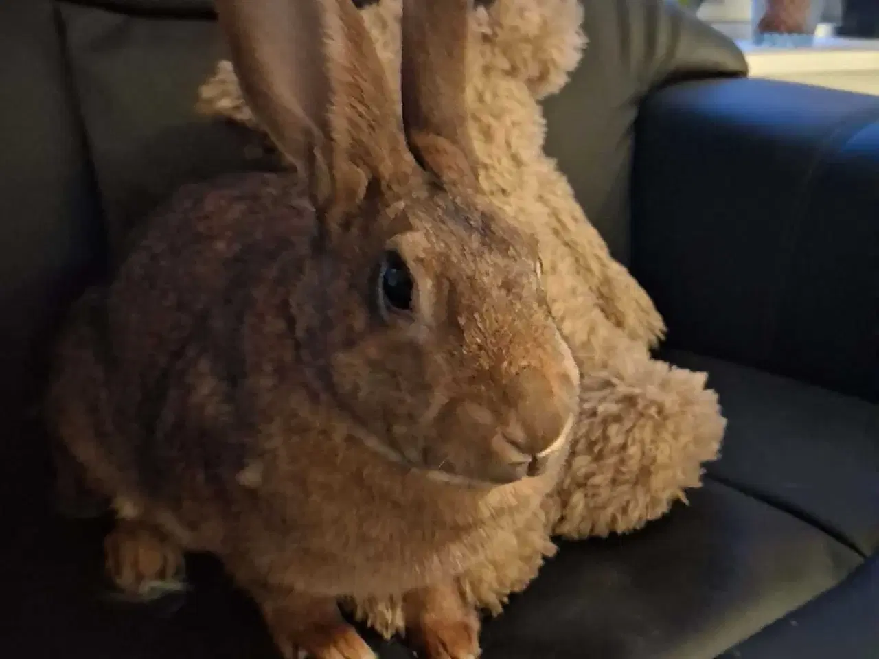 Billede 1 - Rex hun kanin