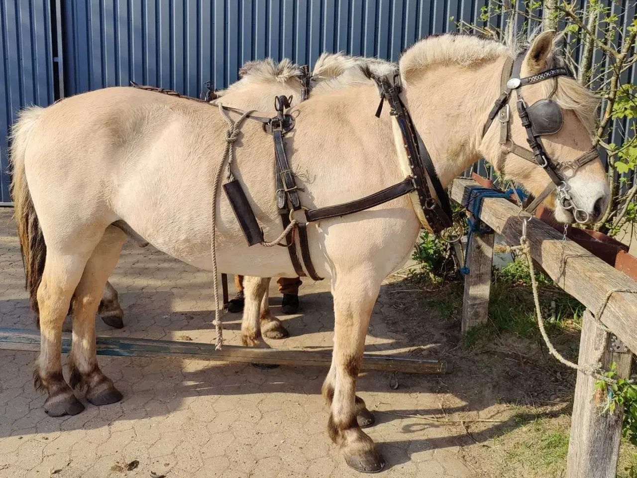 Billede 13 - Fjordhest vallak 8 år