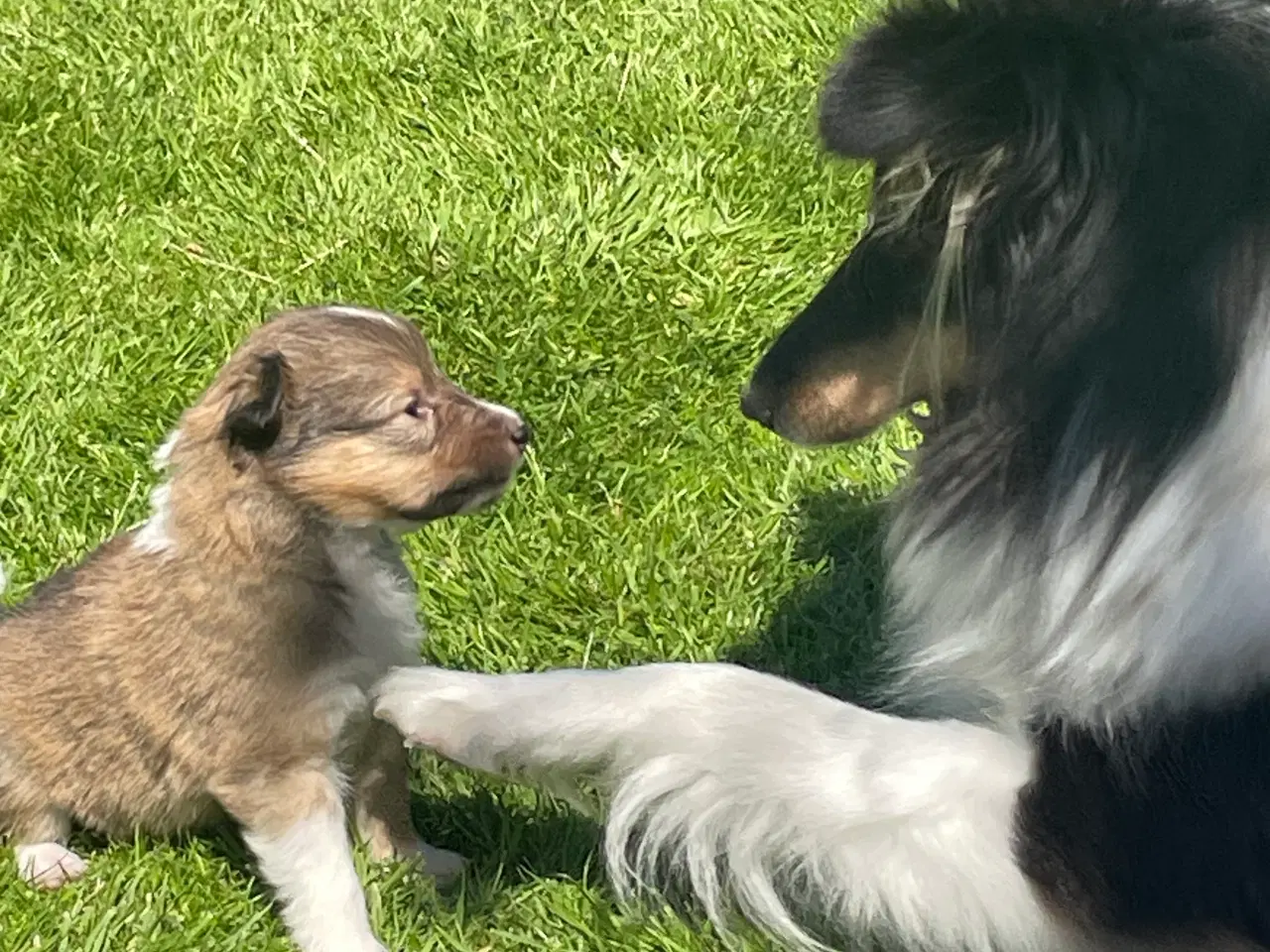 Billede 7 - Shetland sheepdog hvalpe