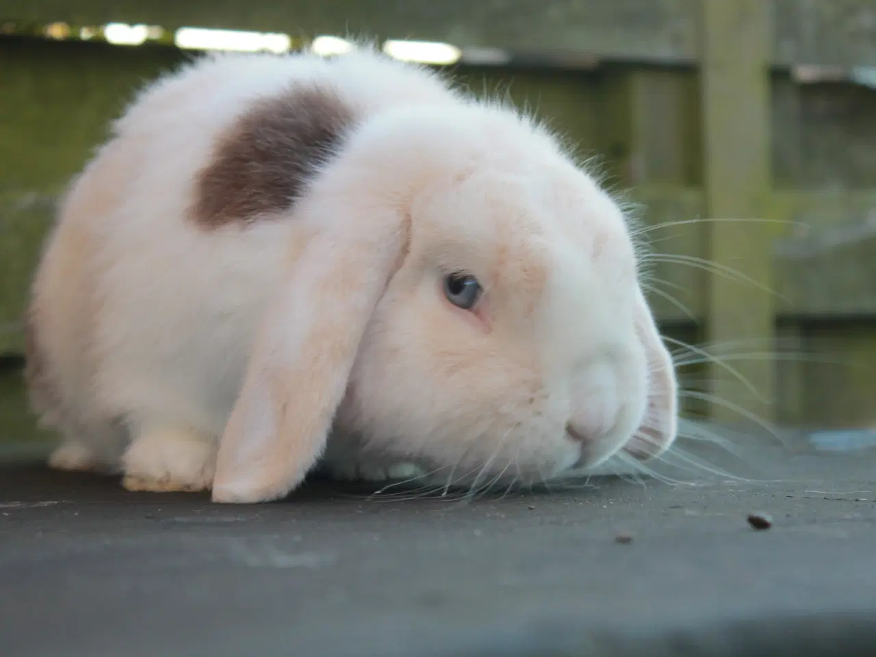 Billede 1 - Mini lop hankanin