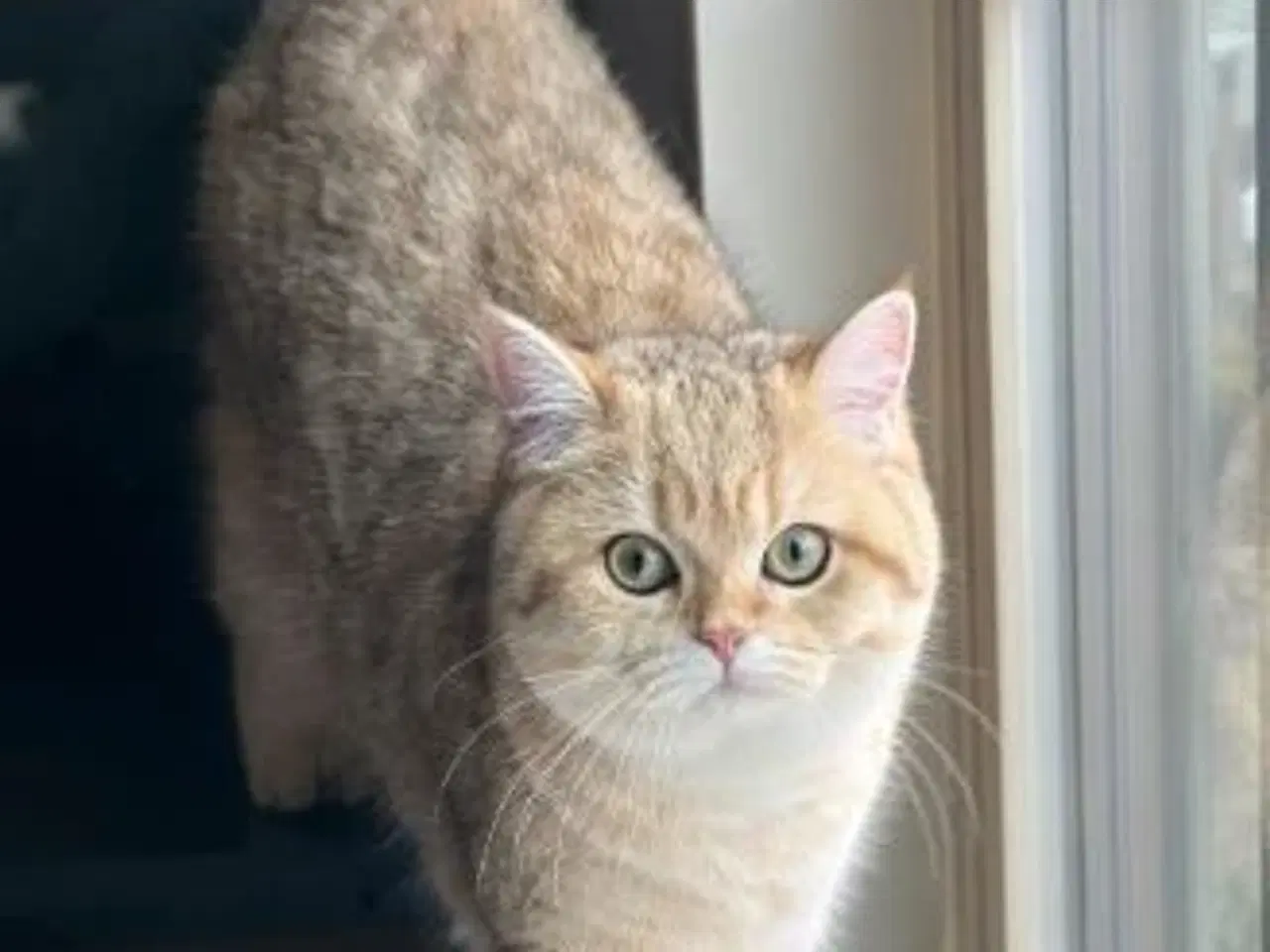 Billede 6 - Killing - Russian Blue/British Shorthair